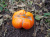 Рассада Томат Большой оранжевый полосатый № 28 сорт индетерминантный среднеспелый оранжевый, р7