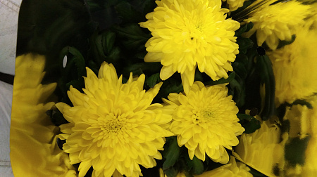 Хризантема желтая d-13 см