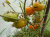 Рассада Томат Большой оранжевый полосатый № 28 сорт индетерминантный среднеспелый оранжевый, р7