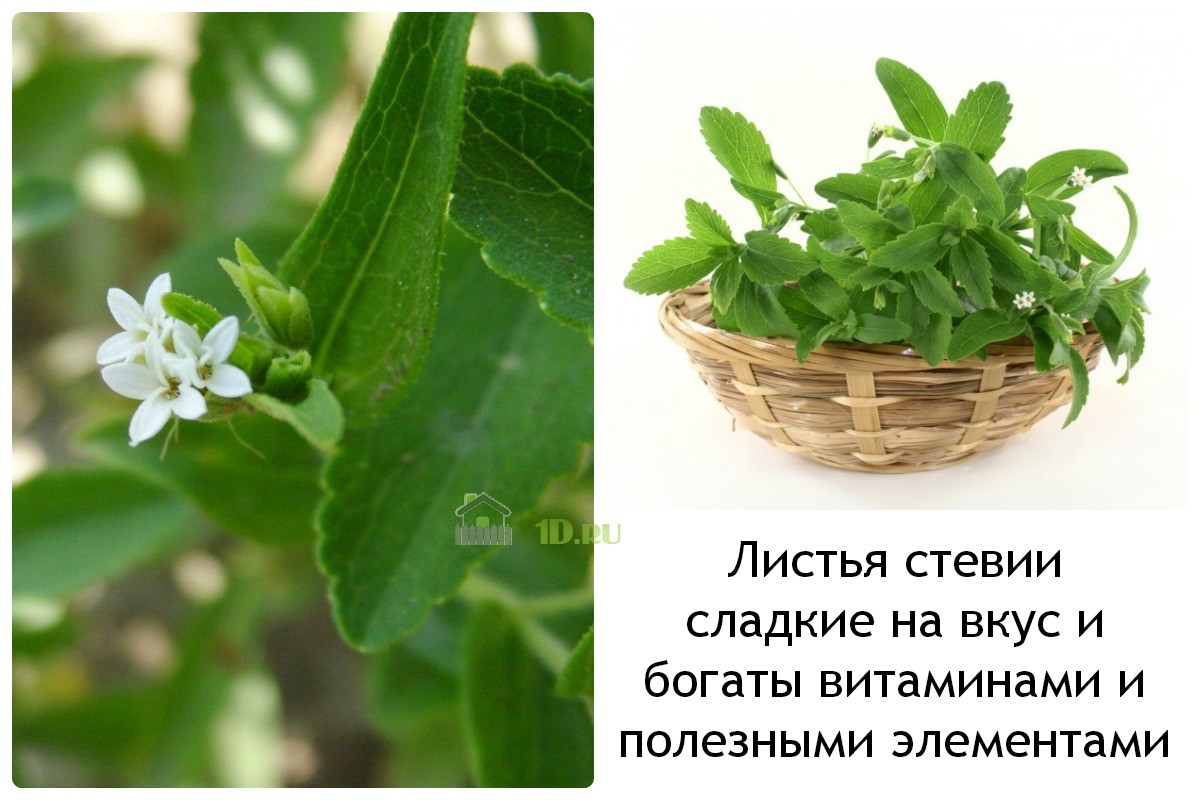 Стевия вред и польза для организма. Стевия растение. Стевия медовая. Stevia сахарозаменитель растение. Стевия растение Чой.