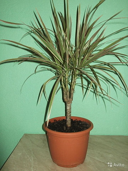 Растение С Длинными Листьями Фото
