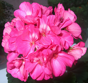 Пеларгония зональная Розовая полумахровая в горшке d-12 см