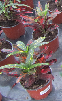 Красное Комнатное Растение Фото