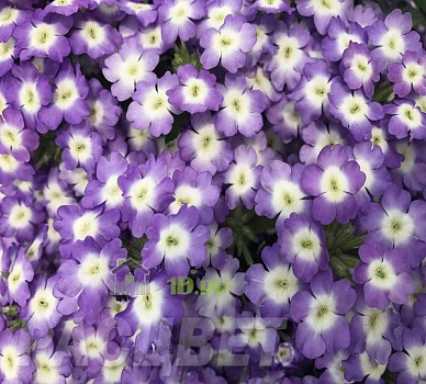 Вербена Empress Sun Lavender Charme сиренево-белая в горшке d-9 см
